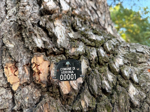 Cura del patrimonio arboreo