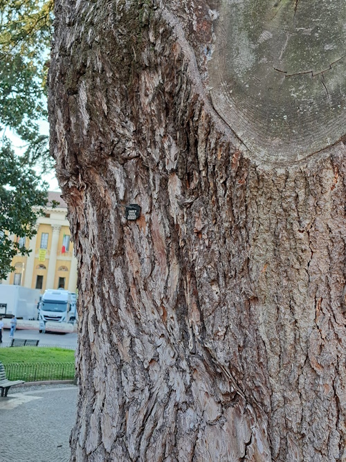 Cura del patrimonio arboreo