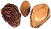 Noccioli della frutta