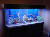 Acquario