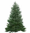 Albero di natale